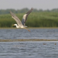 A Tisza madárvilága, Tisza-tavi csónaktúra túravezetővel a Szabics Kikötőből