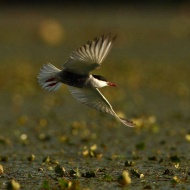 Tisza-tavi Madárrezervátum, csónaktúra túravezetővel a Valki-medencében a Szabics Kikötőből