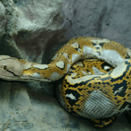 Biológia óra - játékos oktatás Tropicarium Budapest Biológia óra - játékos oktatás Tropicarium Budapest