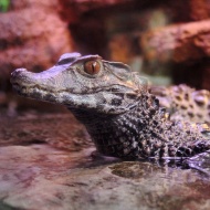 Kajmánok etetése minden kedden a budapesti Tropicariumban Kajmánok etetése minden kedden a budapesti Tropicariumban