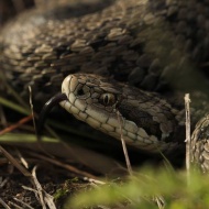 Rákosi vipera túra 2022 Rákosi vipera túra 2022
