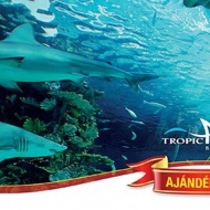 Karácsonyi ajándék belépőjegy a Tropicariumba, ajándékozzon élményt Karácsonyra! Karácsonyi ajándék belépőjegy a Tropicariumba, ajándékozzon élményt Karácsonyra!