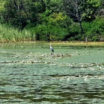 Madarak a Tisza-tónál, a Tisza-tavi Tanösvény felfedezése Madarak a Tisza-tónál, a Tisza-tavi Tanösvény felfedezése
