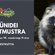 A nyestkutya bemutatása. Szünidei állatmustra a Körösvölgyi Látogatóközpont és Állatparkban A nyestkutya bemutatása. Szünidei állatmustra a Körösvölgyi Látogatóközpont és Állatparkban