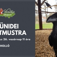 A holló bemutatása. Szünidei állatmustra a Körösvölgyi Látogatóközpont és Állatparkban A holló bemutatása. Szünidei állatmustra a Körösvölgyi Látogatóközpont és Állatparkban
