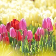 Tulipánszüret és Piknik Szőlősgyörökön 2019 Tulipánszüret és Piknik Szőlősgyörökön 2019