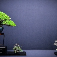 Egyetemi Bonsai Club előadások, programok, rendezvények 2019 Egyetemi Bonsai Club előadások, programok, rendezvények 2019