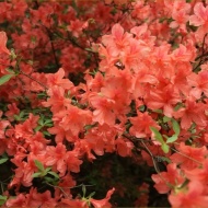 Rhododendron virágzás Jeli Arborétum 2018 Rhododendron virágzás Jeli Arborétum 2018