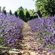 Levendulaszüret Levendulakert 2019 Deseda Levendulaszüret Levendulakert 2019 Deseda