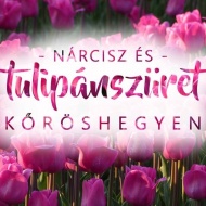 Tulipánszüret 2019. Tulipán- és nárcisz virágszüret a Kőröshegyi Levendulásban Tulipánszüret 2019. Tulipán- és nárcisz virágszüret a Kőröshegyi Levendulásban