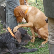 Országos Vizsla Főverseny 2019 Soponyai Ökocentrum Országos Vizsla Főverseny 2019 Soponyai Ökocentrum