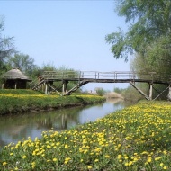 Ébredő természet túra áprilisban, virág túra a Tisza-tónál a Szabics kikötő szervezésében
