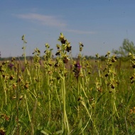 Orchidea túrák a Kiskunsági Nemzeti Parkban 2019 Orchidea túrák a Kiskunsági Nemzeti Parkban 2019