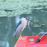 Tisza-tavi csónaktúra túravezetővel, nyári kenus ökotúrák a Szabics Kikötő szervezésében