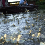 Tiszavirág túra, Tisza-tavi csónaktúra a tiszavirág nyomában a Szabics Kikötőből