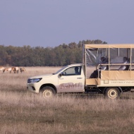Szafari túra 2022. Esti vadasparki látogatás szafari autóval és szakvezető kíséretével a Hortobágyon Szafari túra 2022. Esti vadasparki látogatás szafari autóval és szakvezető kíséretével a Hortobágyon