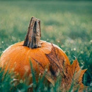 Halloween wellness hétvége változatos programokkal a Vécsecity Kastélyhotelben Halloween wellness hétvége változatos programokkal a Vécsecity Kastélyhotelben
