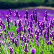 Wellness kényeztetés Hévízen, 2 éjszaka félpanzióval és levendulás masszázzsal a Palace Hotelben Wellness kényeztetés Hévízen, 2 éjszaka félpanzióval és levendulás masszázzsal a Palace Hotelben
