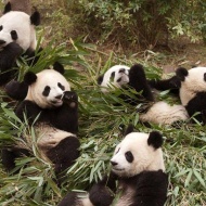 Panda Nap a Vadasparkban 2018. Gyereknapi program Szegeden Panda Nap a Vadasparkban 2018. Gyereknapi program Szegeden