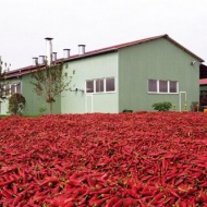 Kirándulás a Röszkei Paprika Parkba Kirándulás a Röszkei Paprika Parkba