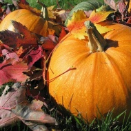 Halloween wellness hétvége változatos programokkal a Vécsecity Kastélyhotelben Halloween wellness hétvége változatos programokkal a Vécsecity Kastélyhotelben