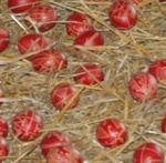 Hímes tojás festés, húsvéti tojás készítő múzeumi foglalkozás a Szabadtéri Néprajzi Múzeumban Hímes tojás festés, húsvéti tojás készítő múzeumi foglalkozás a Szabadtéri Néprajzi Múzeumban