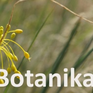 Botanikai túra a Ság hegyre a Kemenes Vulkánparkból Botanikai túra a Ság hegyre a Kemenes Vulkánparkból