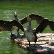 Madarak és Fák Napja 2019 Tisza-tavi Ökocentrum Madarak és Fák Napja 2019 Tisza-tavi Ökocentrum