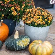 Halloween wellness Balatonfüreden, egyedi gasztronómiai finomságokkal a felnőttbarát Aura Hotelben Halloween wellness Balatonfüreden, egyedi gasztronómiai finomságokkal a felnőttbarát Aura Hotelben