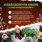 Karácsonyfa vásár Békéscsaba 2022. Szebbnél szebb fenyőfák vására a Csabai Rendezvénypajtában Karácsonyfa vásár Békéscsaba 2022. Szebbnél szebb fenyőfák vására a Csabai Rendezvénypajtában