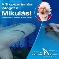 Mikulás a Tropicariumban 2023 Mikulás a Tropicariumban 2023