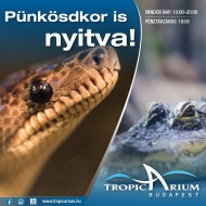 Pünkösd a Tropicariumban, látogatás az ünnepi hétvégén a cápás állatkertben Pünkösd a Tropicariumban, látogatás az ünnepi hétvégén a cápás állatkertben