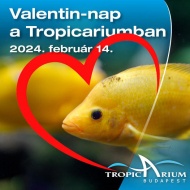 Valentin nap a Tropicariumban, romantikus vacsora cápák társaságában