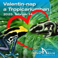 Valentin nap a Tropicariumban, romantikus vacsora cápák társaságában Valentin nap a Tropicariumban, romantikus vacsora cápák társaságában