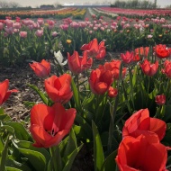 Tulipánszüret Szőlősgyörök 2023