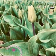 Tulipánszüret Csákvár 2025