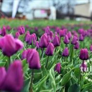 Tulipánszüret Tisza-tó 2023. Tulipán-, jácint- és nárciszszüret Abádszalókon