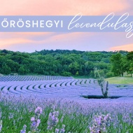 Levendula Fesztivál Kőröshegy 2023. Levendulaszüret a Levendulásban Levendula Fesztivál Kőröshegy 2023. Levendulaszüret a Levendulásban