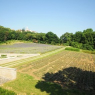 Pannonhalmi Arborétum és Gyógynövénykert Pannonhalmi Arborétum és Gyógynövénykert