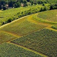 Gróf Degenfeld Szőlőbirtok Gróf Degenfeld Szőlőbirtok