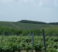 Ostoros Novaj Bor - Kutyahegyi Pincészet Ostoros Novaj Bor - Kutyahegyi Pincészet