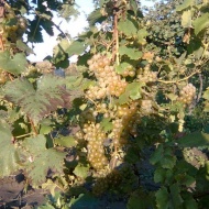 Weinhaus Borászat Weinhaus Borászat