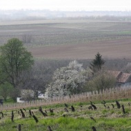 Légli Szőlő - és Bortermelő Gazdaság