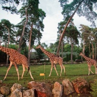 Nagyerdei Kultúrpark Debreceni Állatkert, Növénykert és Vidámpark