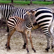 Xantus János Állatkert - Zoo Győr Xantus János Állatkert - Zoo Győr