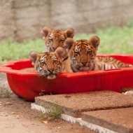 Magán Zoo Felsőlajos Magántulajdonú Állat- és Szabadidőpark