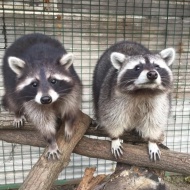 Tisza-tavi mini ZOO Sarud Tisza-tavi mini ZOO Sarud