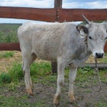 Dániel Farm Őshonos Állatpark Berekfürdő Dániel Farm Őshonos Állatpark Berekfürdő