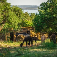 Alpaka Balaton Tenyészet és Terápiás központ Alpaka Balaton Tenyészet és Terápiás központ