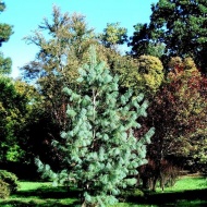 Kámoni Arborétum és Ökoturisztikai Központ